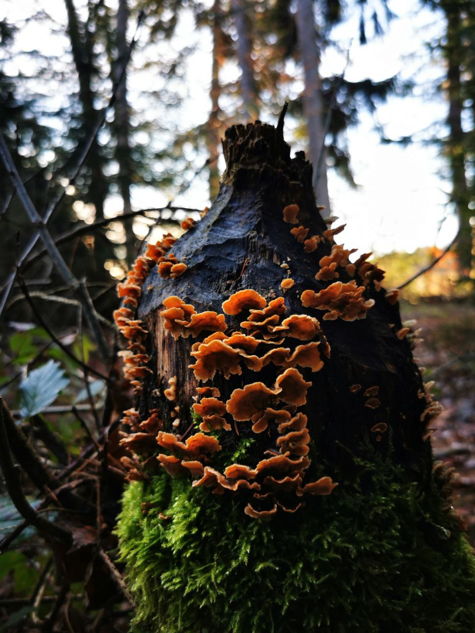 Bepilztes Biberopfer.jpg