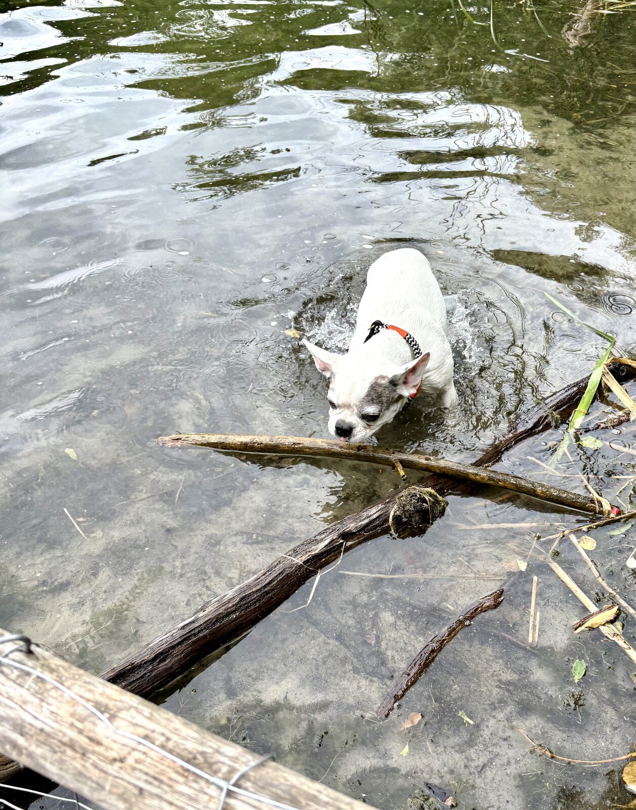 IMG_0056.jpeg
