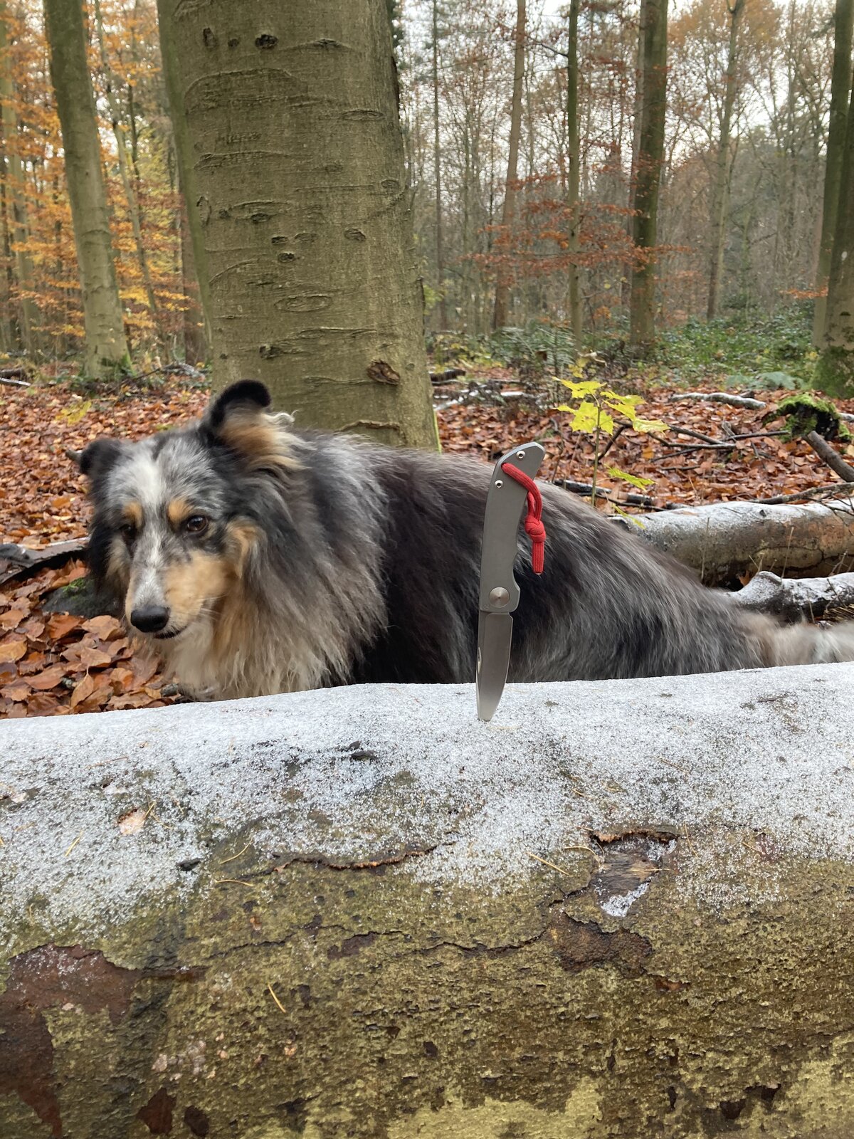 IMG_0618.jpeg