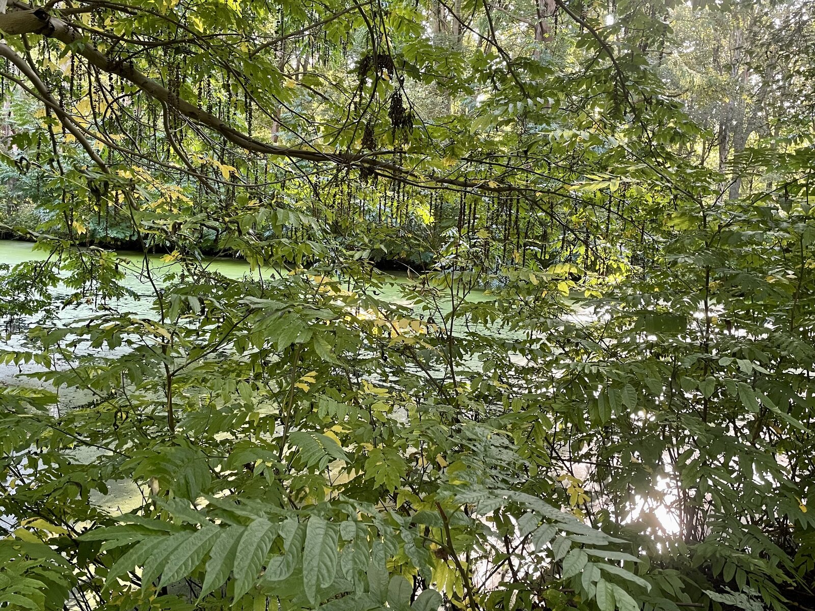IMG_0624.jpeg