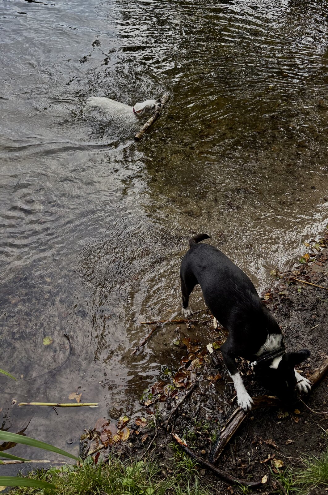 IMG_1423.jpeg