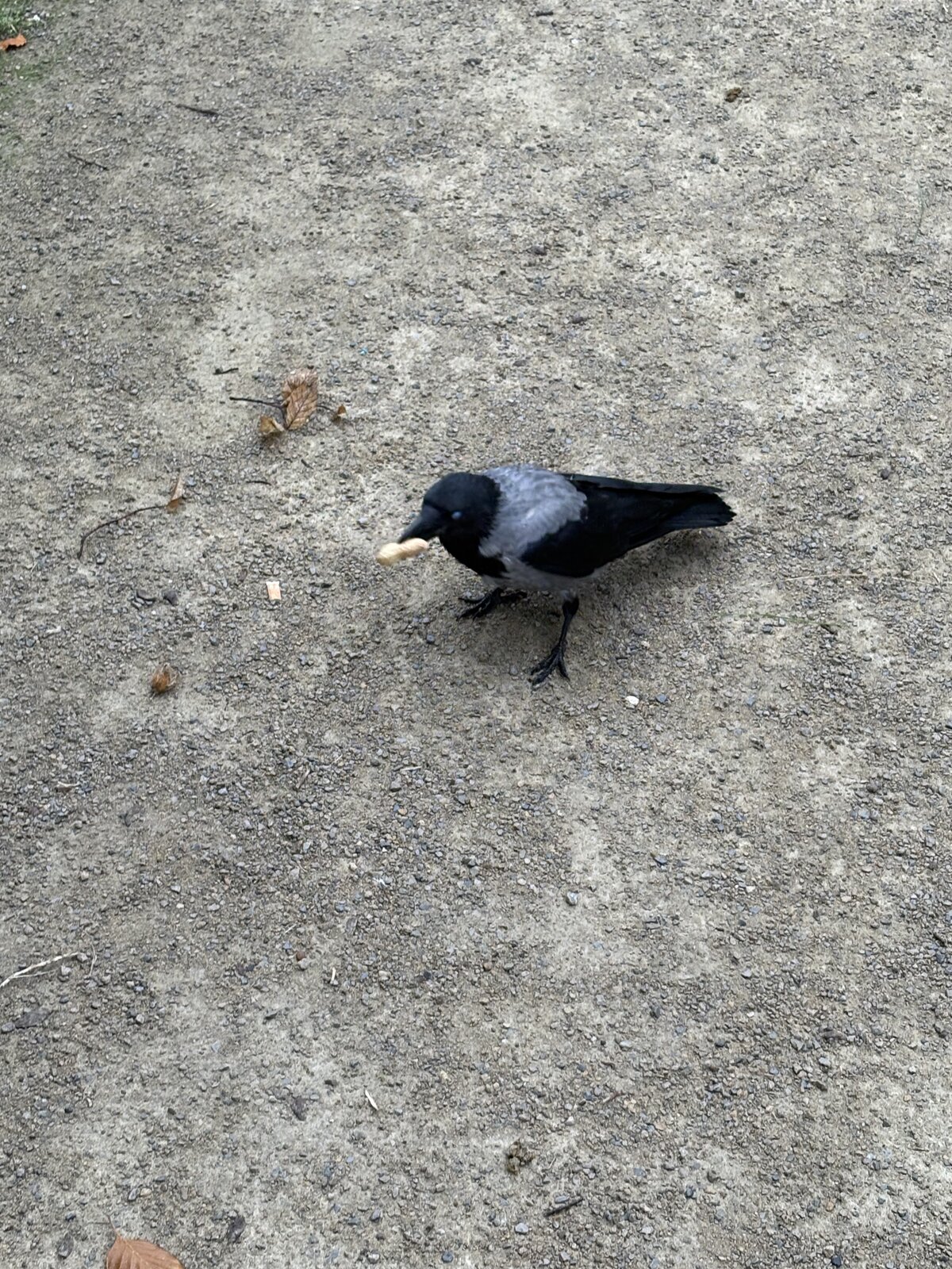 IMG_1698.jpeg