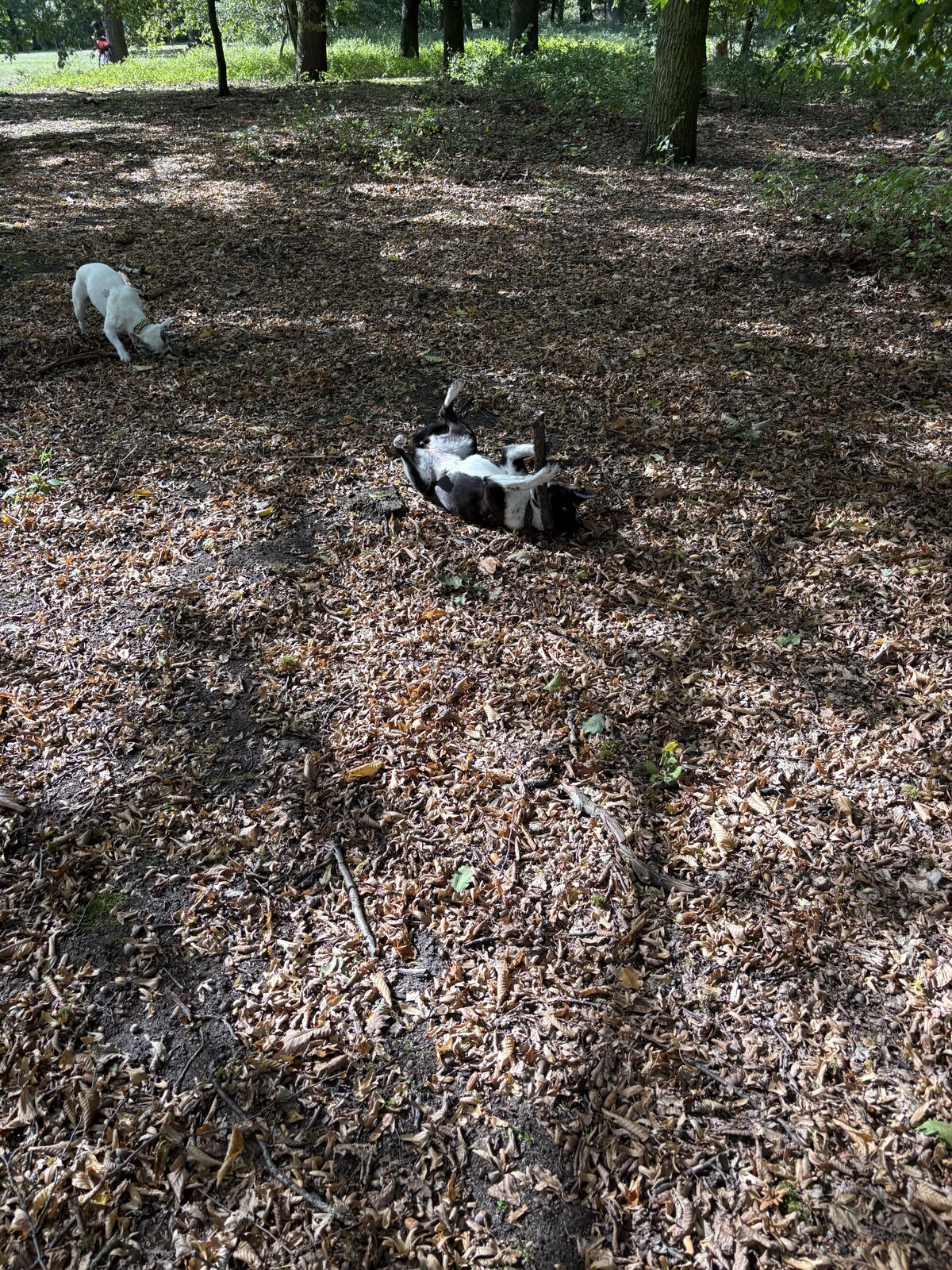 IMG_1800.jpeg