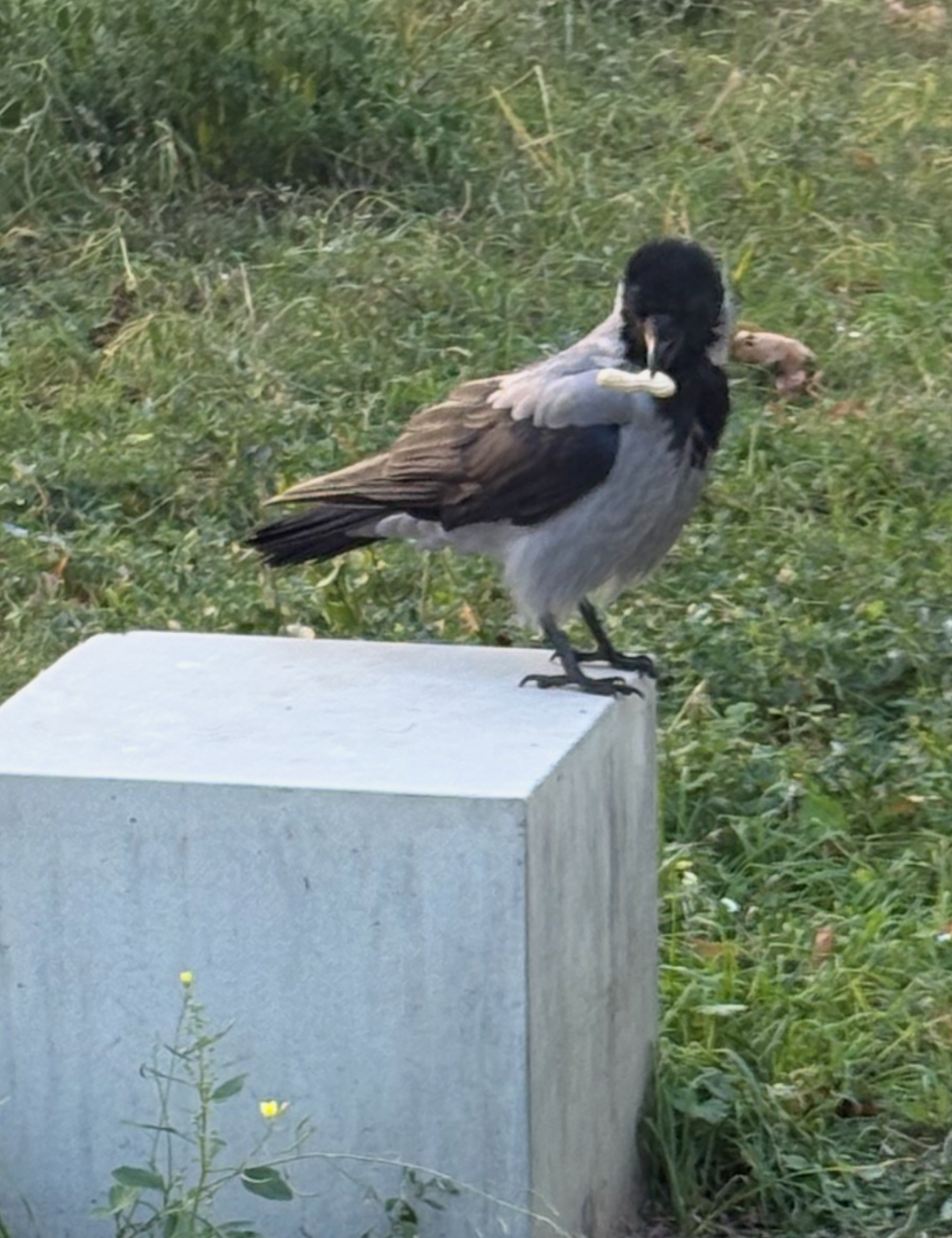 IMG_1853.jpeg