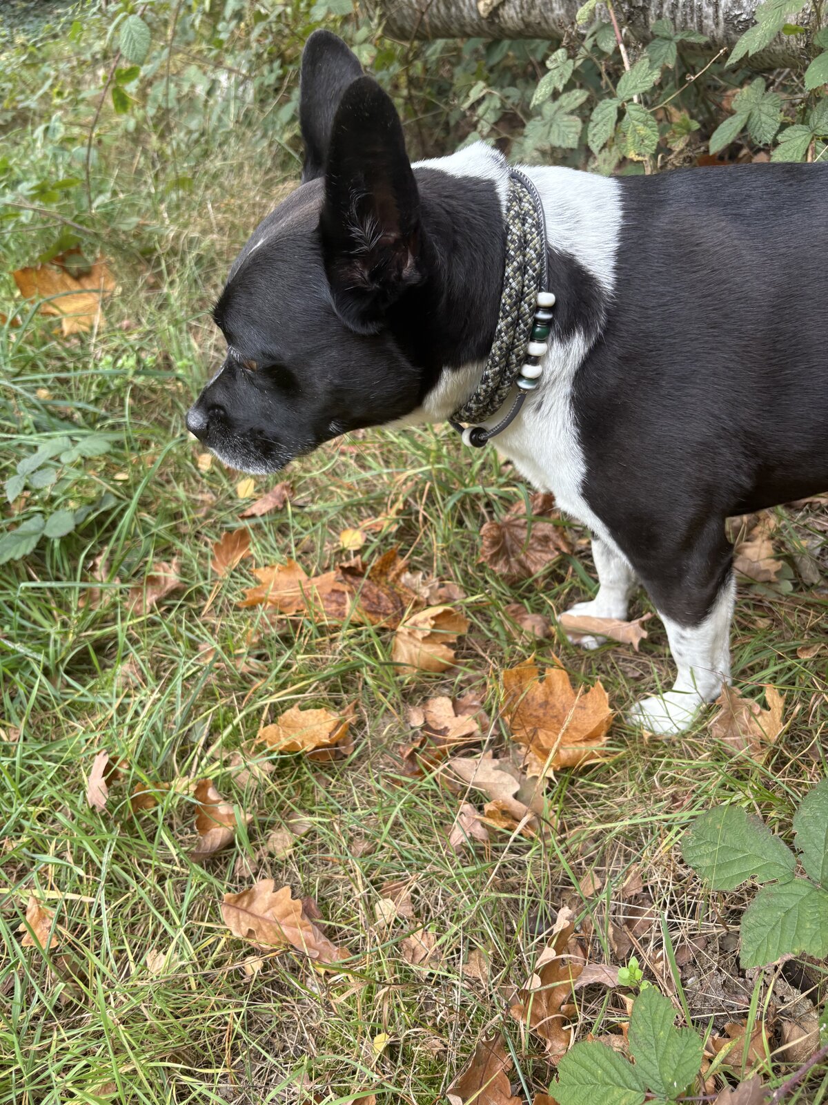 IMG_2347.jpeg