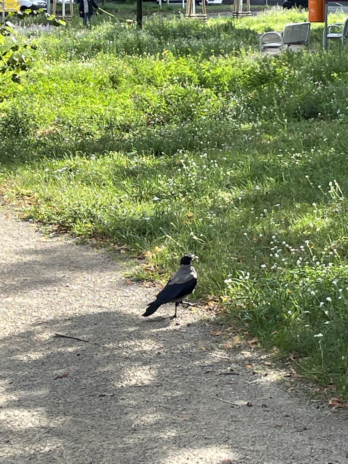 IMG_4925.jpeg