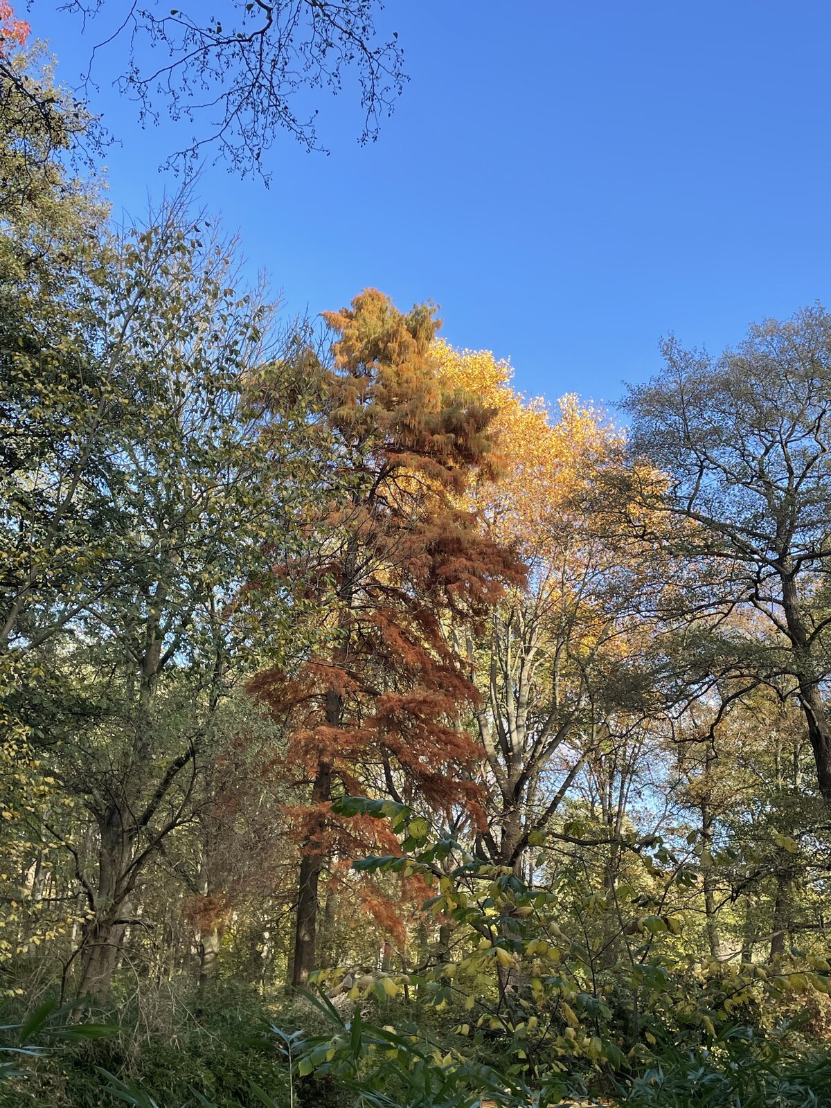 IMG_6231.jpeg