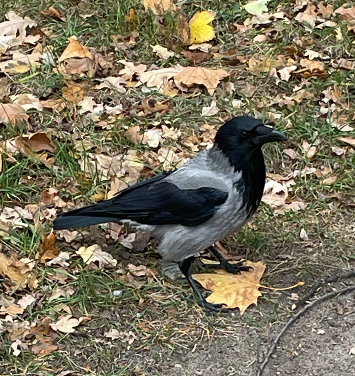 IMG_6446.jpeg
