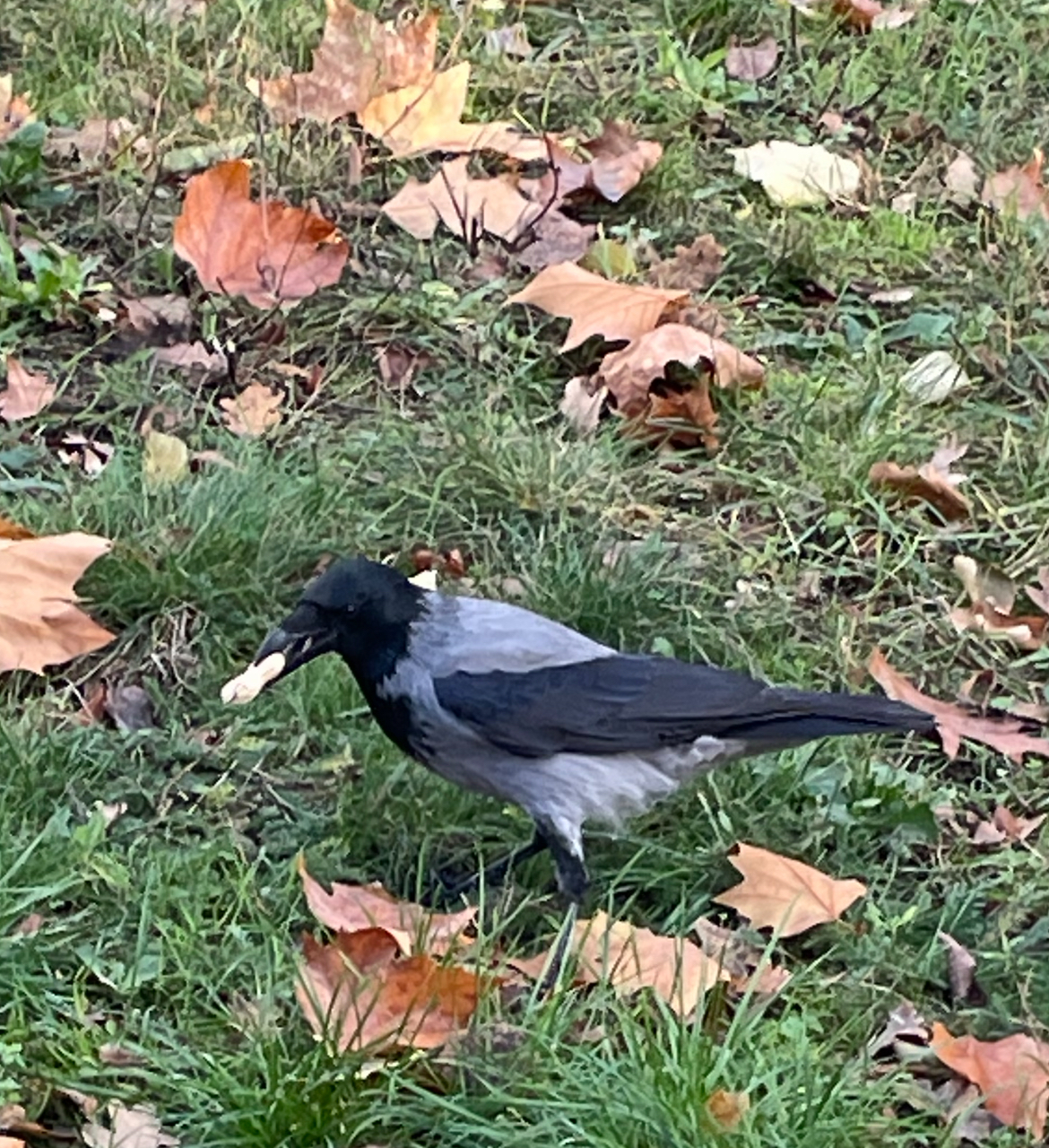 IMG_6488.jpeg
