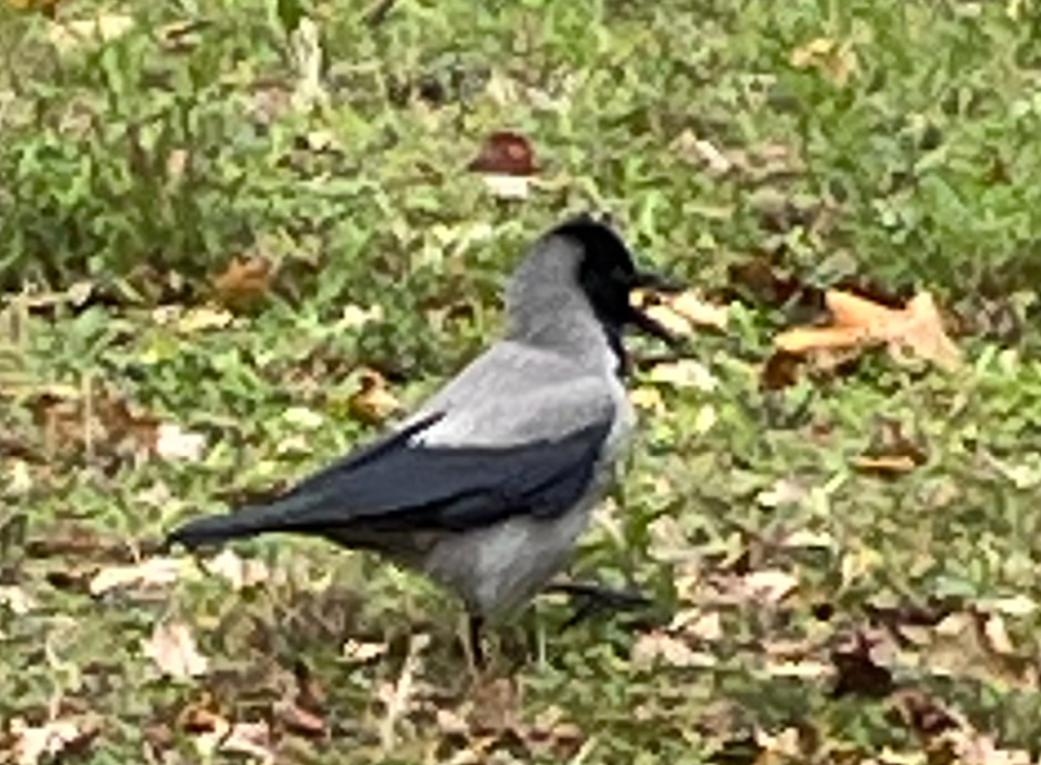 IMG_6508.jpeg