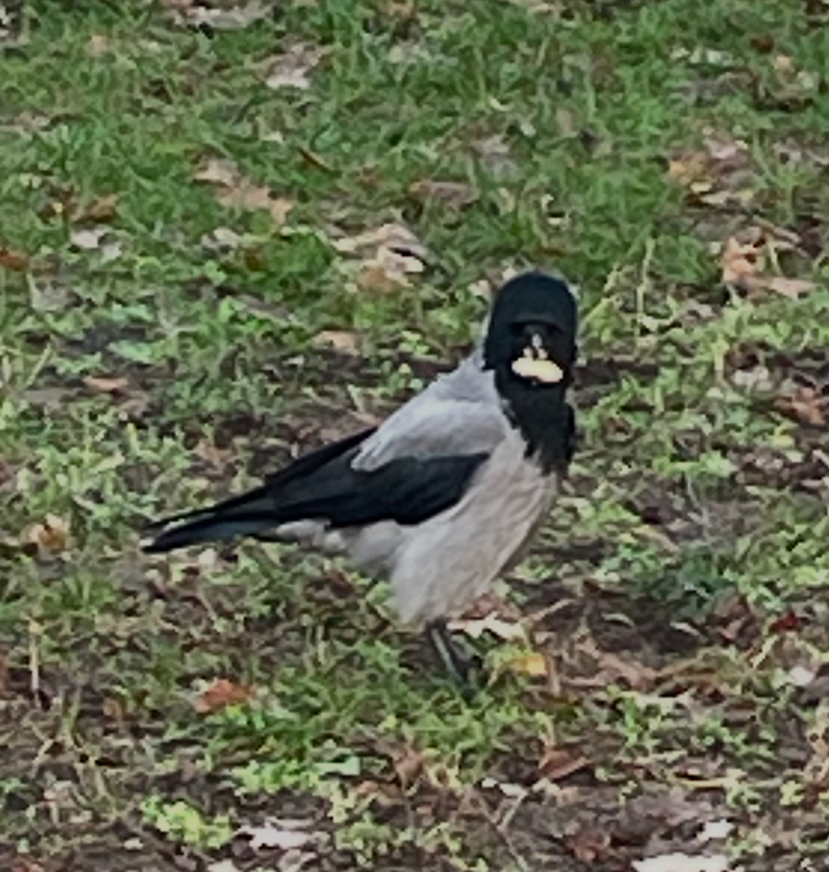 IMG_6926.jpeg
