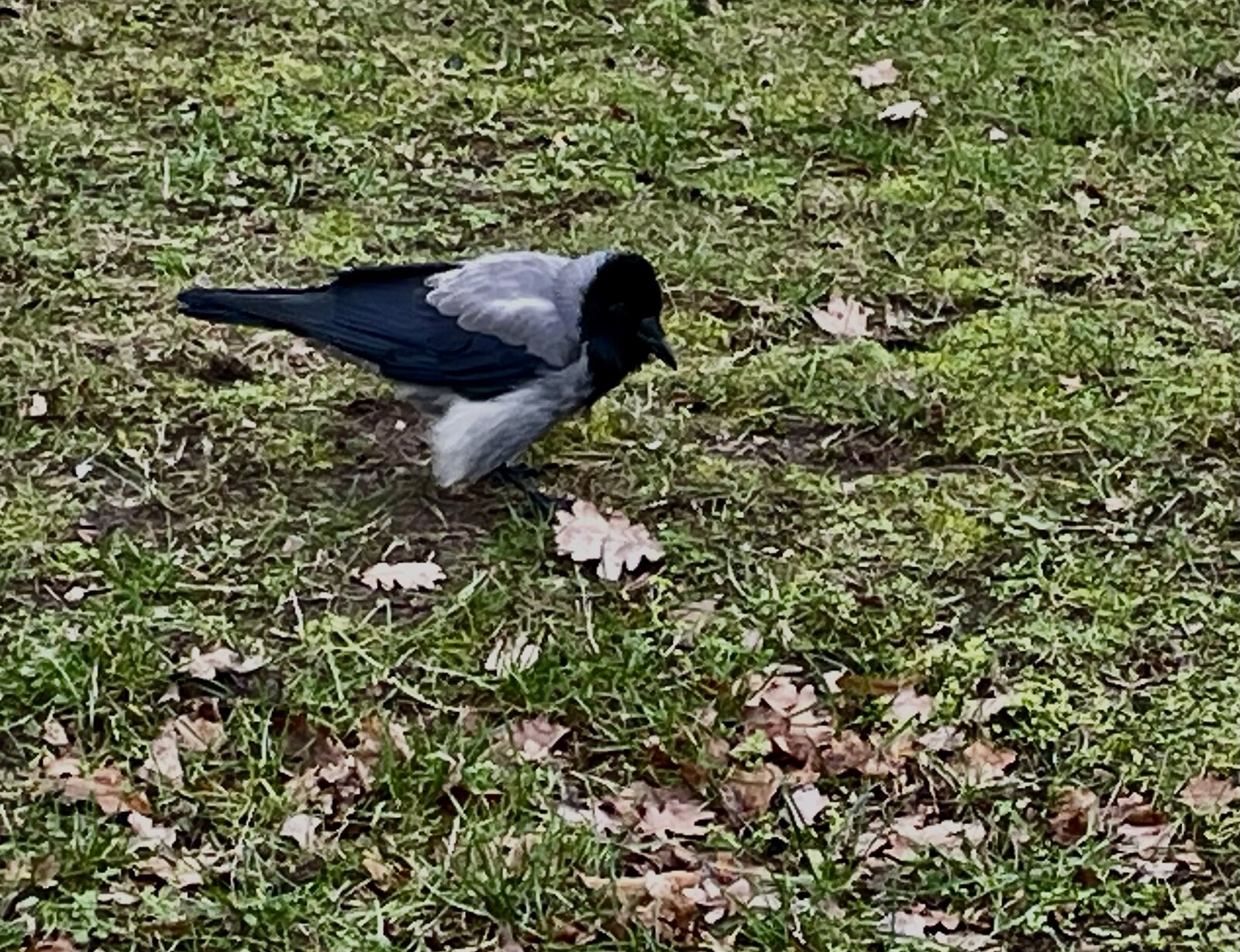 IMG_7032.jpeg