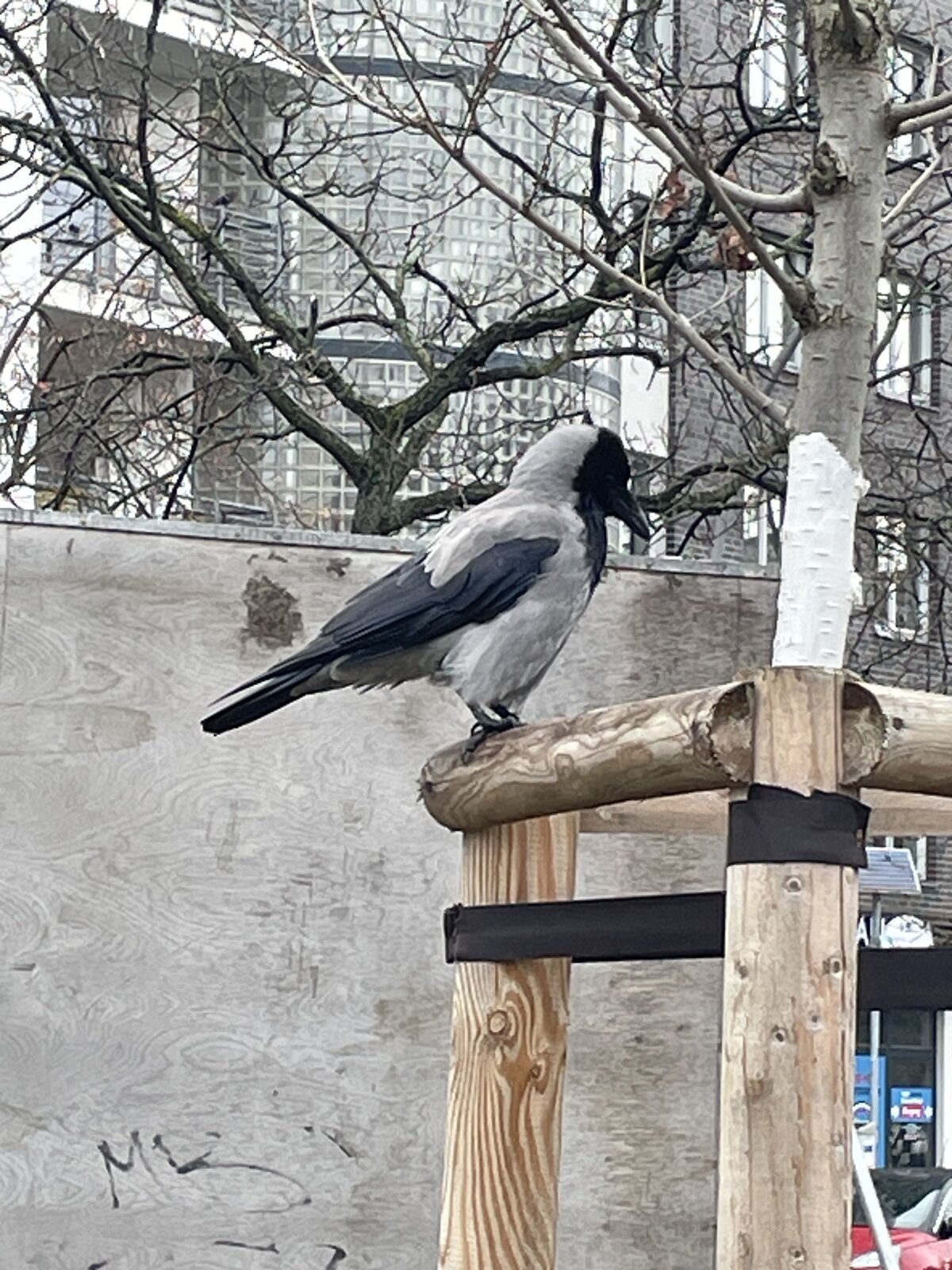 IMG_7359.jpeg
