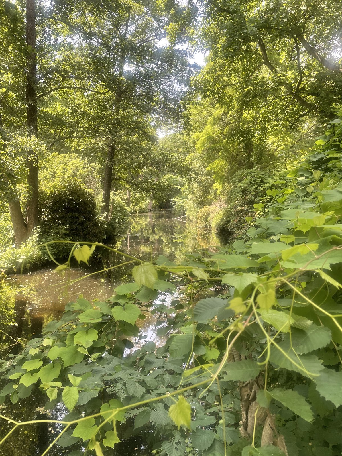 IMG_8897.jpeg