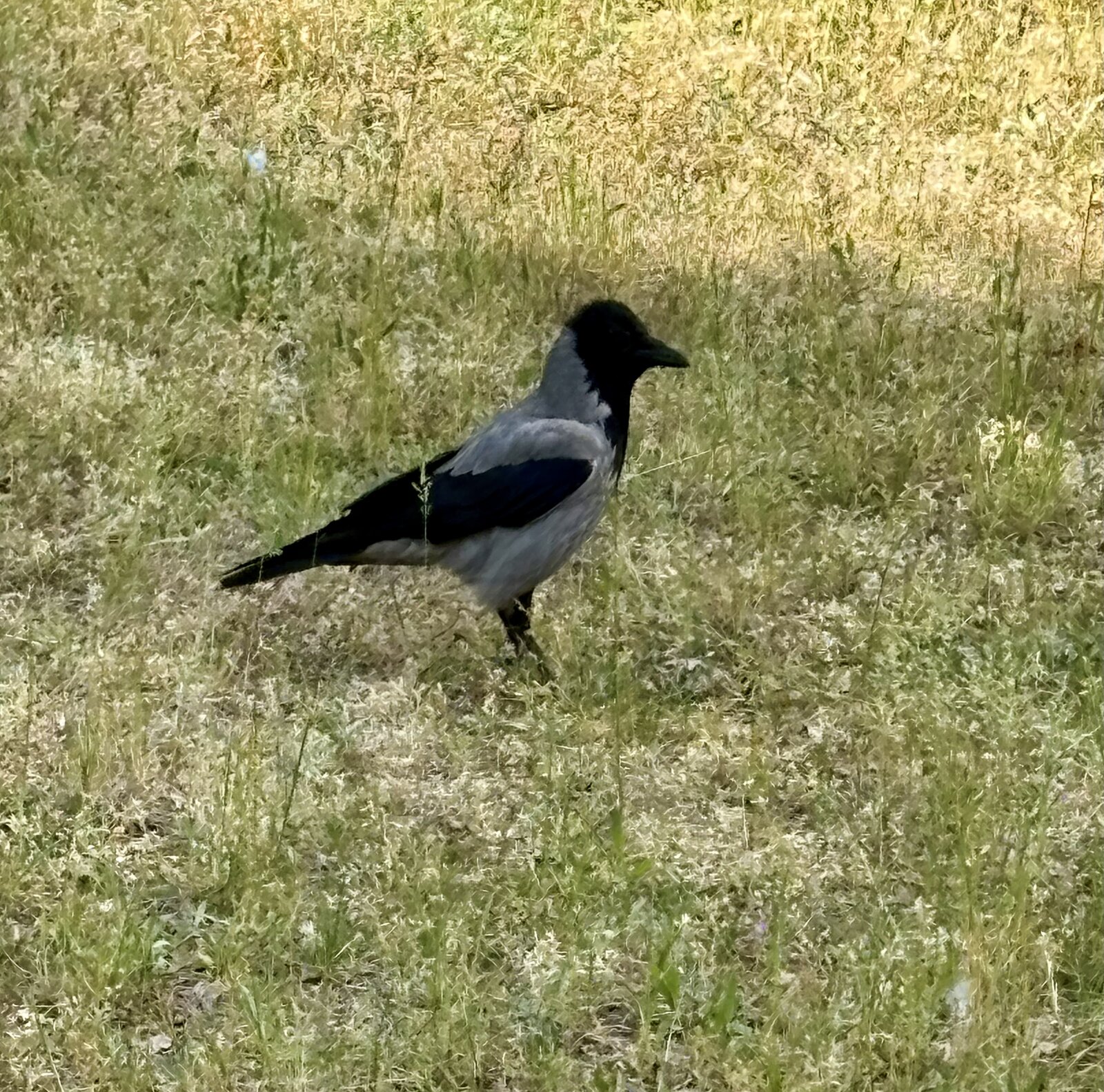 IMG_9632.jpeg