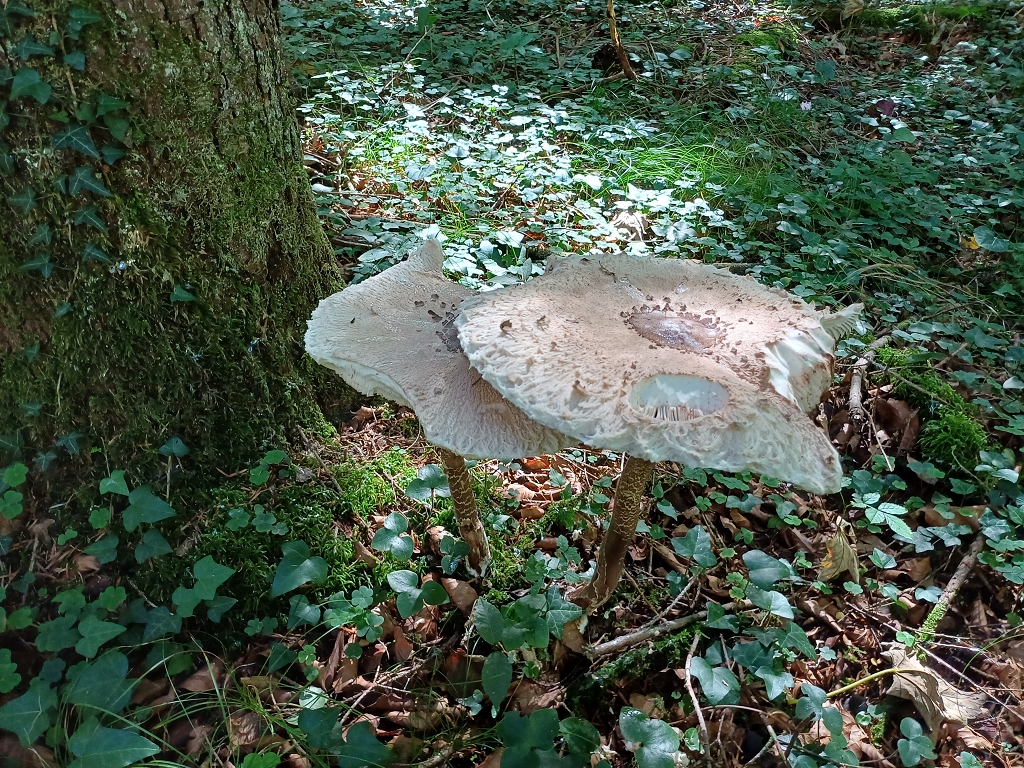 k-20250918_111451.jpg