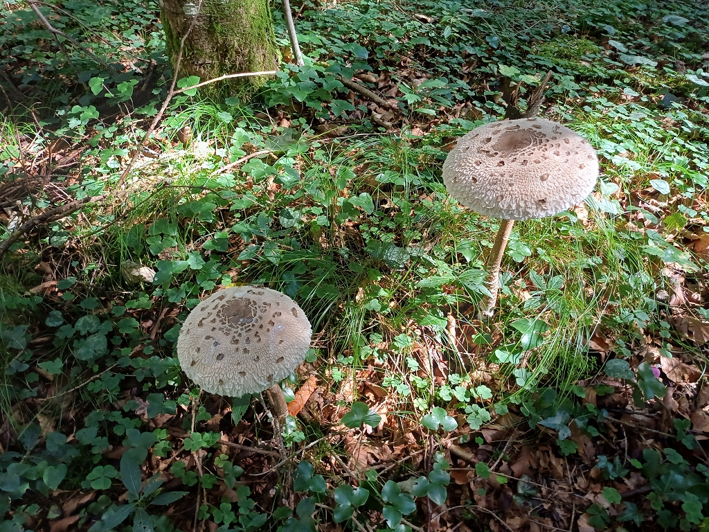 k-20250918_111507.jpg