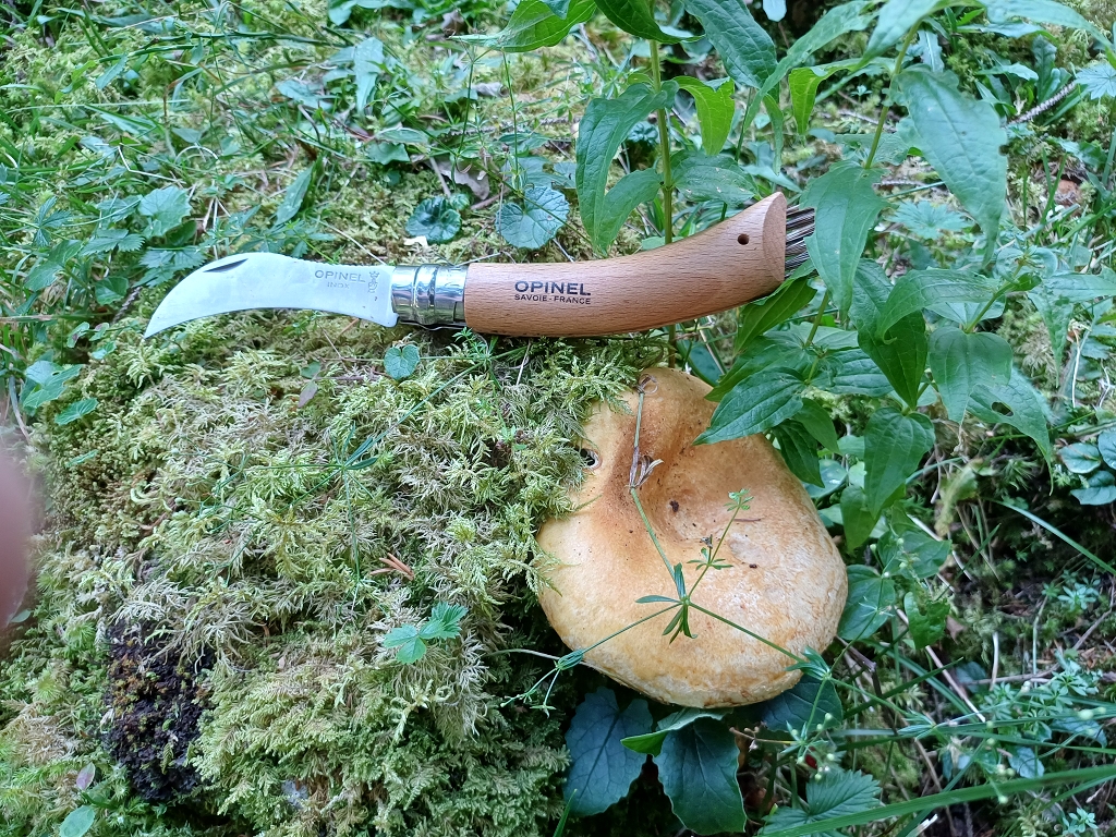 k-Grubiger Milchling.jpg
