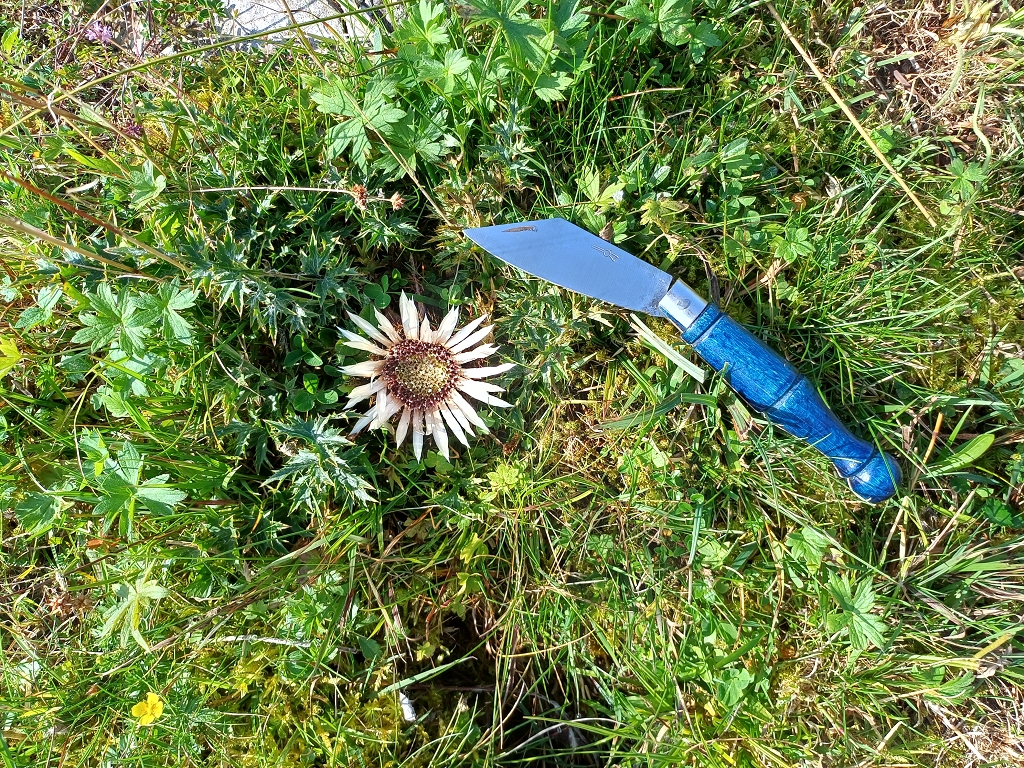 k-Jägerdistel.jpg