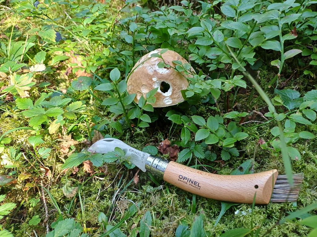 k-Sommersteinpilz.jpg