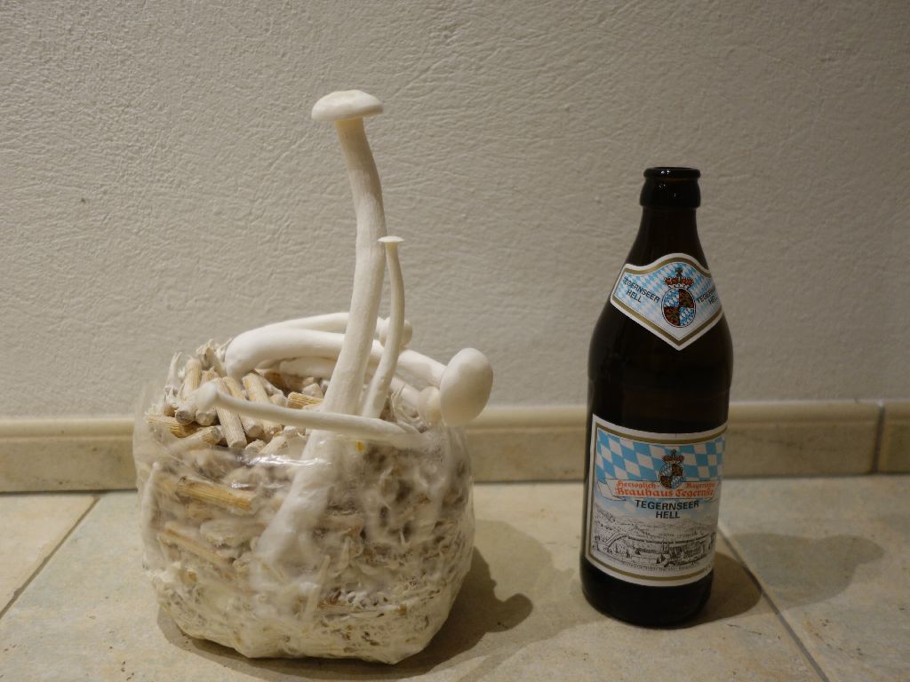 Weisser_Buchenpilz_2.JPG