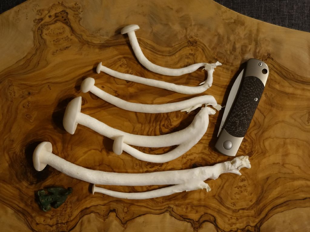 Weisser_Buchenpilz_5.JPG