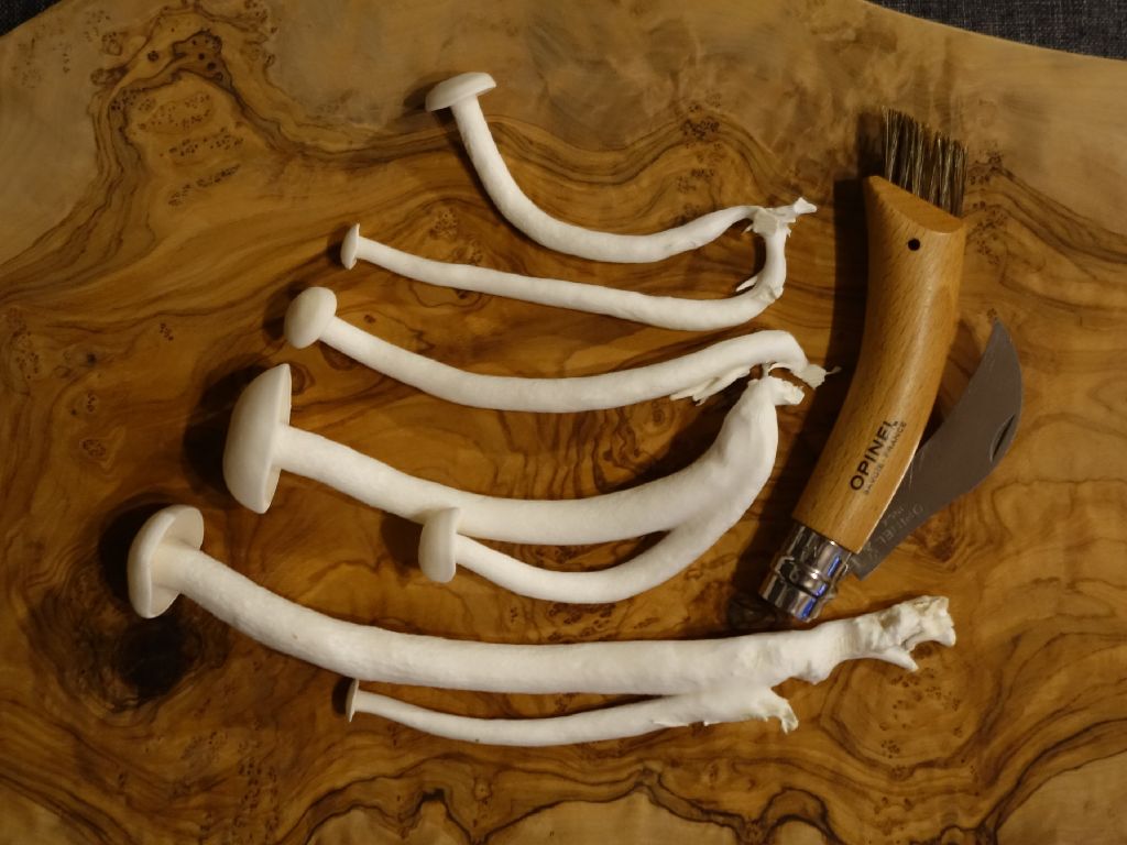 Weisser_Buchenpilz_6.JPG