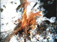 schneefeuer1.jpg