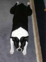 Blackwood Security Group Gizmo.jpg