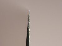 P1000299.jpg