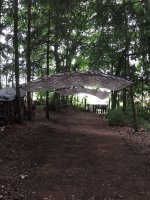 wald1.jpg