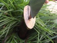 DSCF1344.jpg
