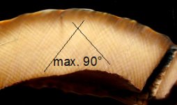 mammut.jpg