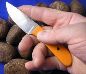 Orange shorty in SB1 hand1.jpg