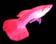 guppy.jpg