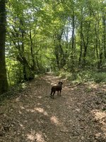 IMG_3530.jpeg
