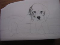 hund_2_800x600.JPG