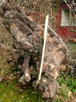 Birnenwurzel08-3.JPG