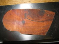 Thuja (Medium).JPG