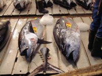 Tokyo200817.JPG