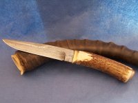 Hirsch1 (800 x 600).jpg