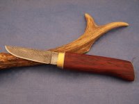 Koral1 (800 x 600).jpg