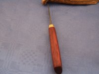 Koral2 (800 x 600).jpg