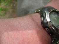 MessertestArminDrummBirne 009.jpg