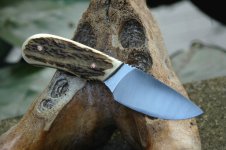 Hirschhornnicker_2.jpg