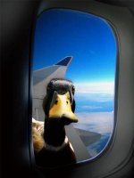 duck-2.jpg