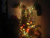 Weihnachtsbaum Nepal 2009.jpg