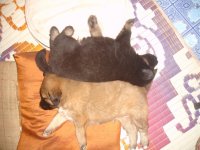 Hündchen.jpg