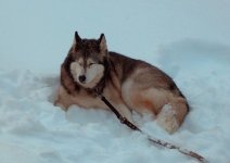 schnee5.jpg