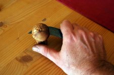 pilz2.JPG